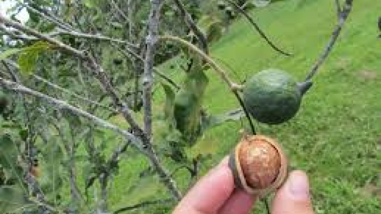 Phát triển mắc ca: Cẩn trọng để tránh cảnh “trồng-chặt”. (08/8/2016)