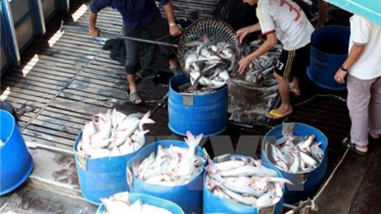 Thương lái Trung Quốc ồ ạt nhập khẩu cá tra, rồi lại hạn chế nhập khẩu khiến người nuôi cá tra ở đồng bằng sông cửu Long điêu đứng (11/8/2016)