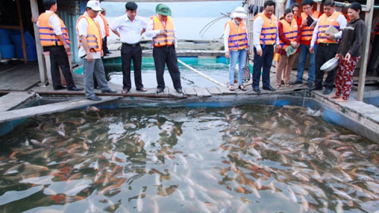 Để phát triển nuôi cá lồng bền vững trên sông, hồ vùng trung du miền núi phía Bắc (28/9/2016)