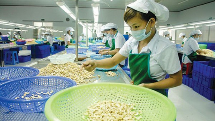 Doanh nghiệp ngành điều gặp khó vì thiếu nguyên liệu (11/9/2016)