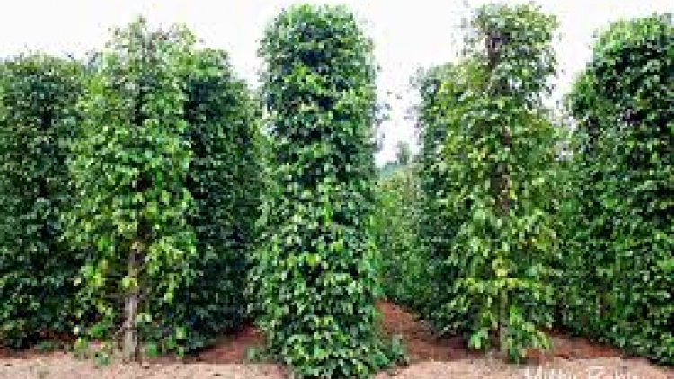 Hướng dẫn nhận biết sớm và phòng chống một số bệnh thường gặp ở cây hồ tiêu. (07/9/2016)