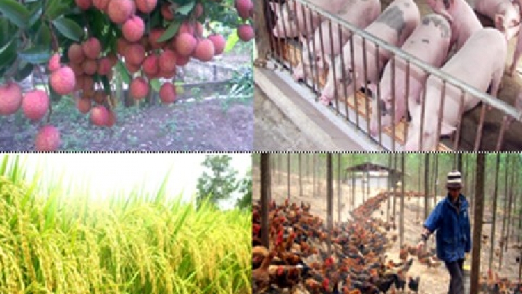 Khó khăn phát triển doanh nghiệp trong tái cơ cấu nông nghiệp (15/9/2016)