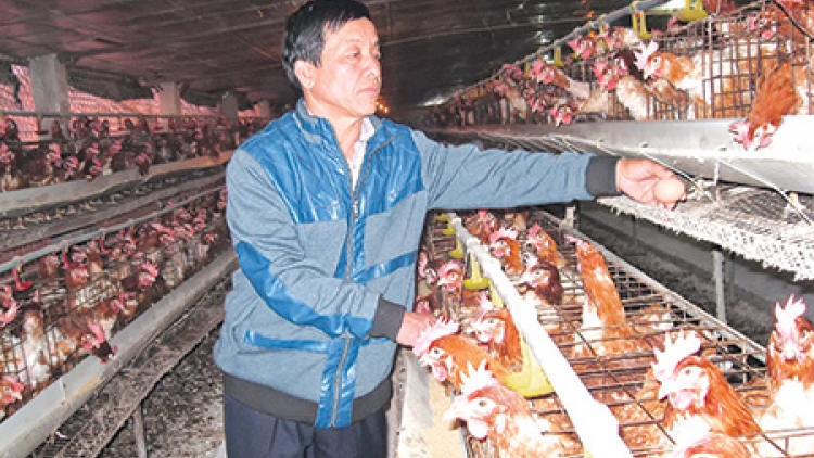 Biến đàn gà 30 con thành trang trại lớn nhất tỉnh Thái Bình: Nỗ lực không mệt mỏi của một người nông dân (12/01/2017)
