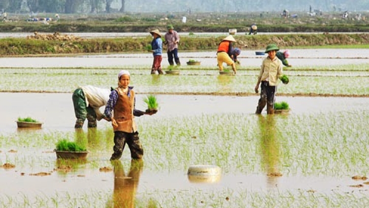 Nô nức xuống đồng cho một vụ đông xuân thắng lợi (31/01/2017)