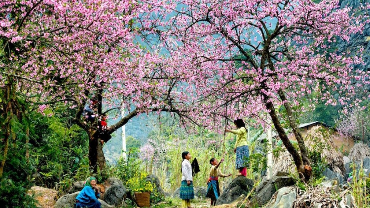 Cao nguyên Mộc Châu – điểm hẹn của du khách và nhà đầu tư (06/01/2017)