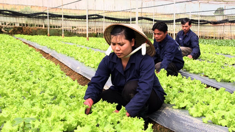 Liên kết tiêu thụ nông sản – hướng đi để ngành nông nghiệp tăng trưởng và phát triển bền vững (05/01/2017)
