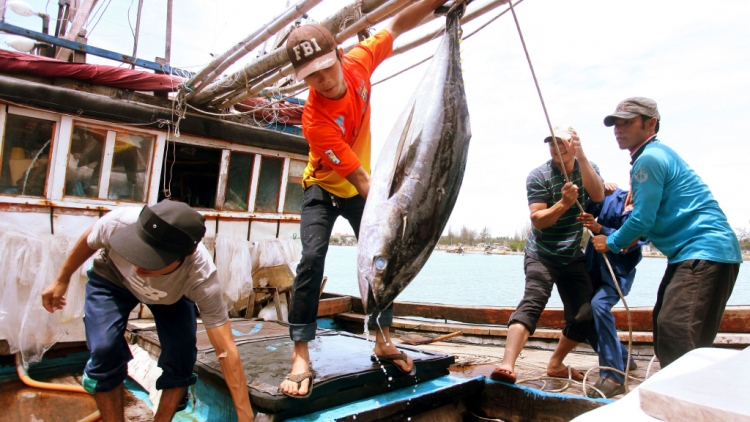 Trong 2 ngày mùng 2 và mùng 3 Tết, ngư dân làng biển xã Bình Hải, huyện Bình Sơn, Quảng Ngãi, trúng lộc biển ngày đầu xuân. (Thời sự đêm 30/01/2017)