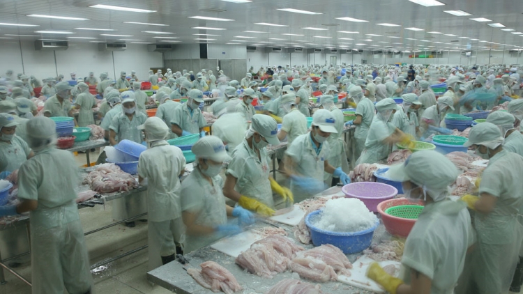 Việc Liên minh Châu Âu khẳng định tuyên bố rút "thẻ vàng" đối với thủy sản của Việt Nam sẽ gây ảnh hưởng như thế nào tới xuất khẩu thủy sản của Việt Nam vào thị trường này? (26/10/2017)