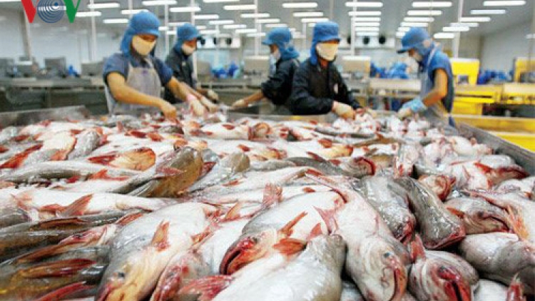 Tìm giải pháp phát triển thị trường cá tra (9/10/2017)