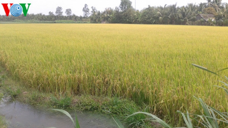 Ứng dụng Khoa học công nghệ để tạo ra những giống lúa chịu mặn thích ứng với biến đổi khí hậu (27/10/2017)