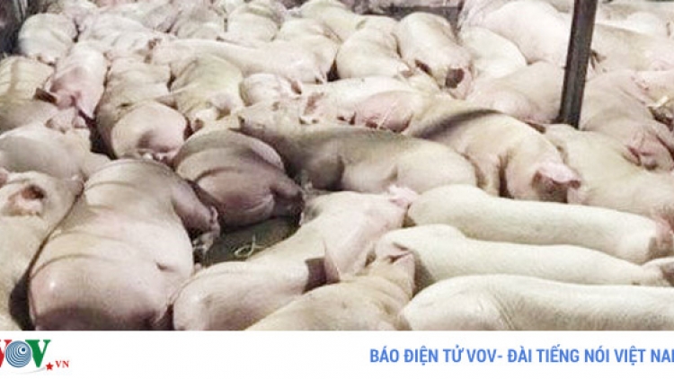 Lỗ hổng trong quản lý an toàn vệ sinh thực phẩm từ câu chuyện gần 4.000 con heo bị tiêm thuốc an thần (6/10/2017)