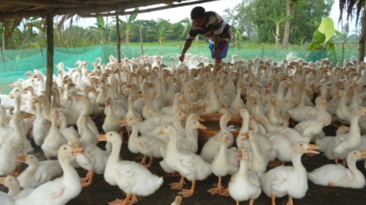 Những cố gắng của người chăn nuôi Đồng Tháp để có trứng vịt truy xuất nguồn gốc. (10/10/2017)