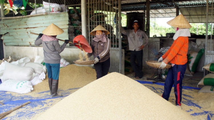Liên kết sản xuất, ai bảo vệ người nông dân (5/10/2017)