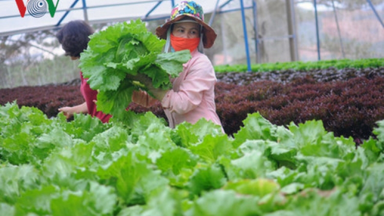 Doanh nghiệp khó tiếp cận vốn vay nông nghiệp công nghệ cao: Thực tế tại lâm Đồng (9/10/2017)