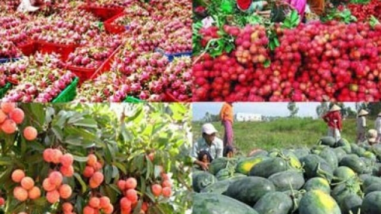Phải coi rau quả là sản phẩm chủ lực quốc gia (17/11/2017)