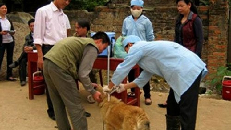 Phòng chống bệnh dại ở huyện miền núi Lục Ngạn, Bắc Giang (23/11/2017)