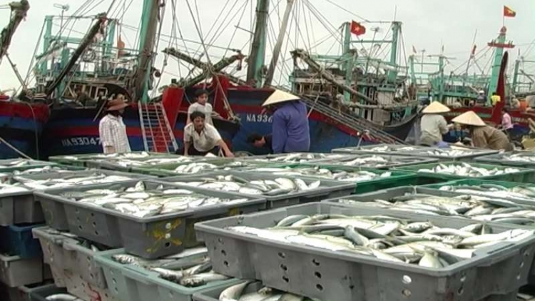 Giải pháp nâng cao hiệu quả khai thác cá vụ Bắc 2017-2018 (27/11/2017)