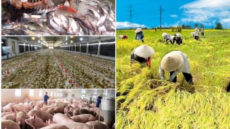 Phải đầu tư xứng đáng hơn cho phát triển nông nghiệp (3/11/2017)