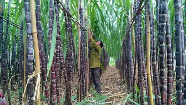 Vị đắng mía đường trước Hiệp định thương mại hàng hóa ASEAN (14/11/2017)