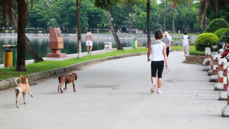 Hà Nội sau 2 tháng quản lý chó thả rông theo Nghị định 90 của Chính phủ (09/11/2017)