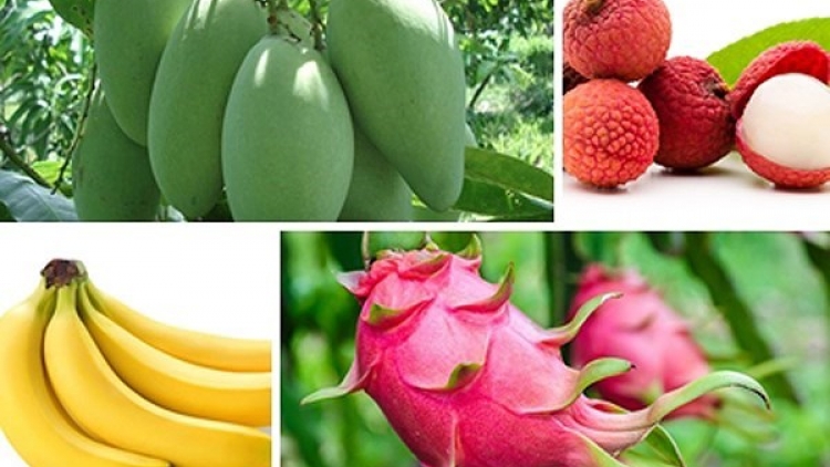 Xuất khẩu trái cây, điểm sáng của nông nghiệp (6/12/2017)
