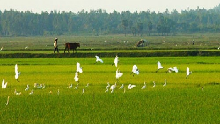 Người Bí thư chi bộ mang lại sức sống cho những cánh đồng. (19/12/2017)