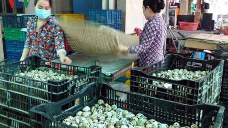Công nghệ cao: Chìa khóa để chăn nuôi phát triển bền vững (08/12/2017)
