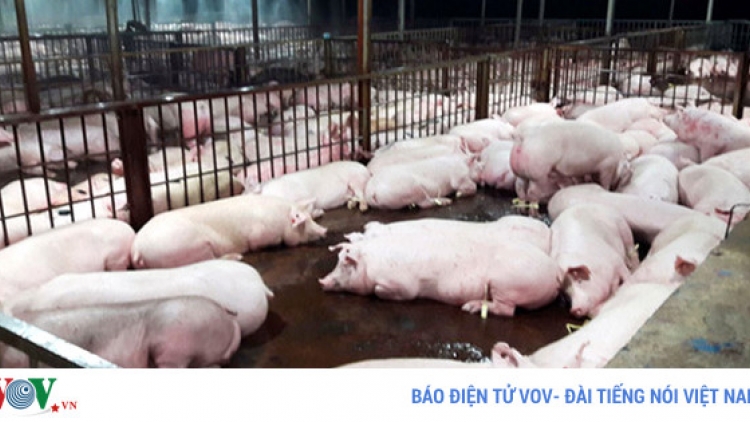 Thành phố Hồ Chí Minh kỷ luật hàng loạt cán bộ liên quan đến vụ lợn bị tiêm thuốc an thần tại huyện Củ Chi (Thời sự đêm 7/12/2017)
