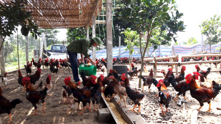Hà Nội hướng tới chăn nuôi an toàn theo chuỗi  (23/12/2017)