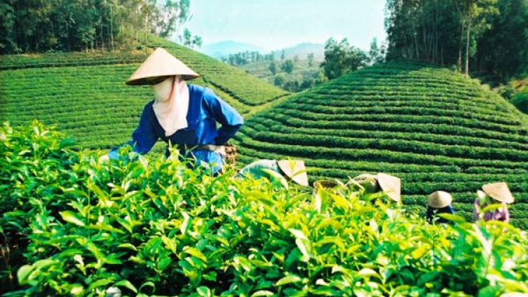 Xây dựng chuỗi liên kết sản xuất: Doanh nghiệp và nông dân cùng tham gia hợp tác xã (02/12/2017)