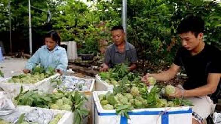 Chương trình "Mỗi xã một sản phẩm": Làn gió mới cho xây dựng nông thôn mới. (14/12/2017)