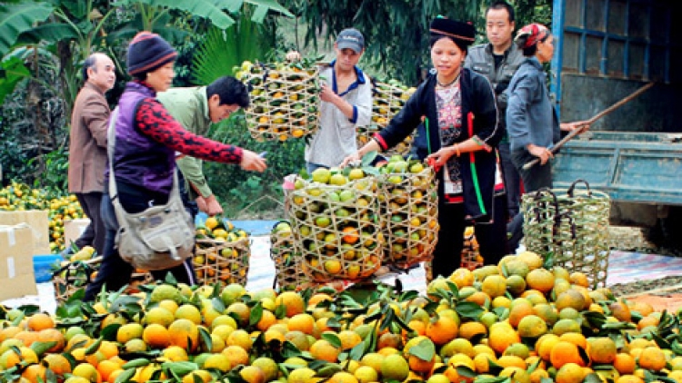 Tiêu thụ nông sản: Bài toán khó giữa cung và cầu (24/12/2017)