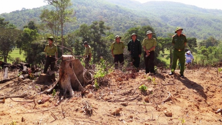 Thủ tướng Chính phủ yêu cầu Bình Định đẩy nhanh điều tra vụ án đặc biệt nghiêm trọng, phá hơn 60 ha rừng phòng hộ tại xã An Hưng, huyện An Lão. (Thời sự đêm 08/12/2017)