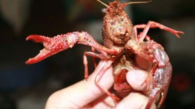 Việc quản lí sinh vật ngoại lai và trách nhiệm của cơ quan chức năng và chính quyền địa phương (10/2/2017)