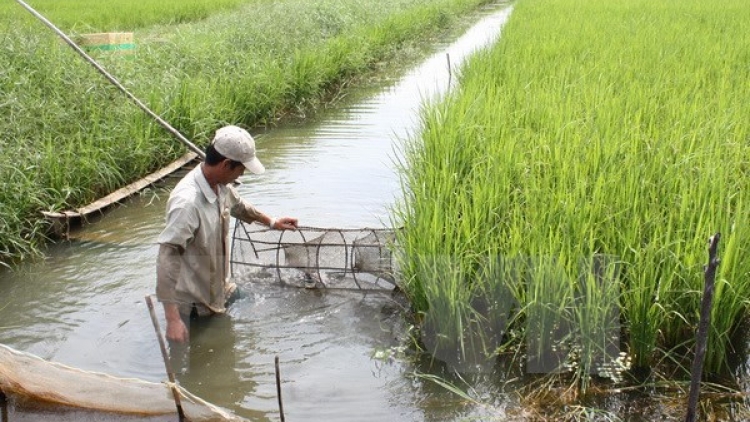 Tôm – Lúa: Mô hình phát triển kinh tế hiệu quả của nhà nông Đồng bằng sông Cửu Long (15/2/2017)