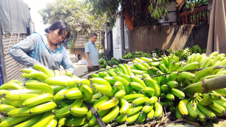 Tiêu thụ nông sản nhìn từ việc giải cứu chuối ở Đồng Nai (24/02/2017)