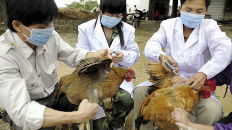 Bộ Y tế ban hành Kế hoạch hành động phòng chống dịch cúm A(H7N9) (Thời sự chiều 25/2/2017)
