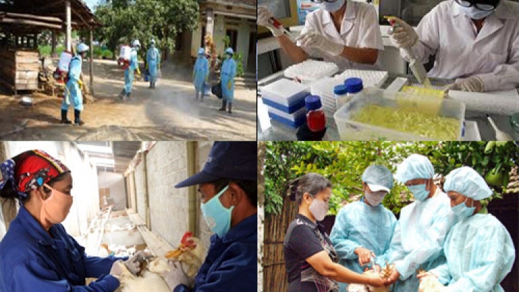 Nhiều địa phương chủ động ngăn chặn nguy cơ bùng phát dịch cúm gia cầm (Thời sự đêm 23/2/2017)