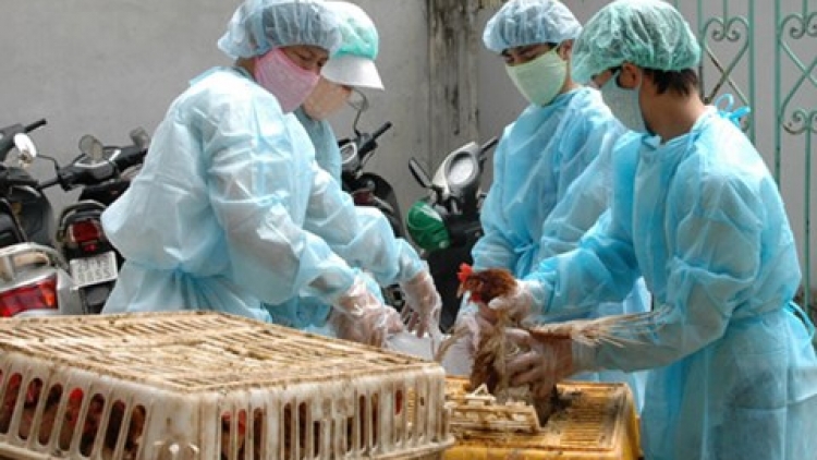 Bộ Y tế cảnh báo 3 chủng cúm gia cầm nguy hiểm, có nguy cơ thâm nhập và bùng phát tại nước ta (Thời sự trưa 21/02/2017)