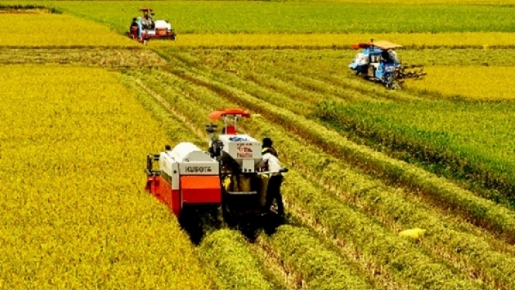 Giải pháp nào để phát triển bền vững ngành lúa gạo vùng Đồng bằng sông Cửu Long (16/3/2017)