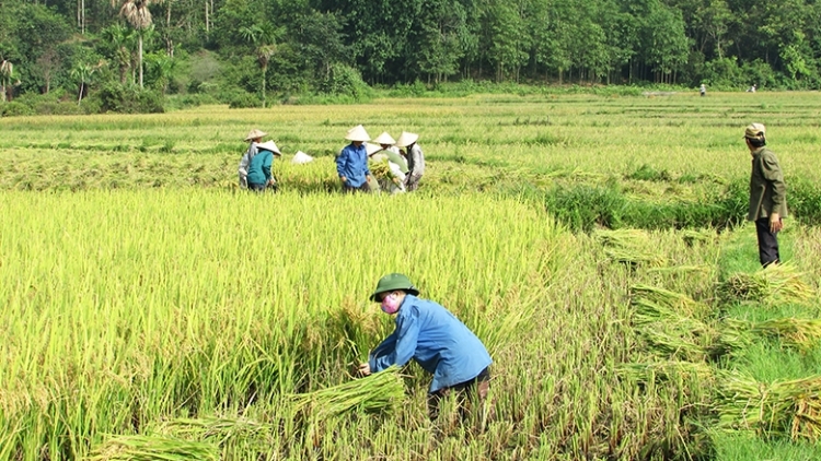 Những khó khăn và nỗ lực trong xây dựng nông thôn mới (31/3/2017)