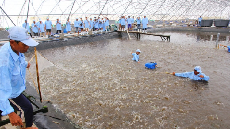 Ngăn chặn tình trạng bơm tạp chất vào tôm: Quy trách nhiệm đến tận trưởng thôn, trưởng ấp (27/3/2017)