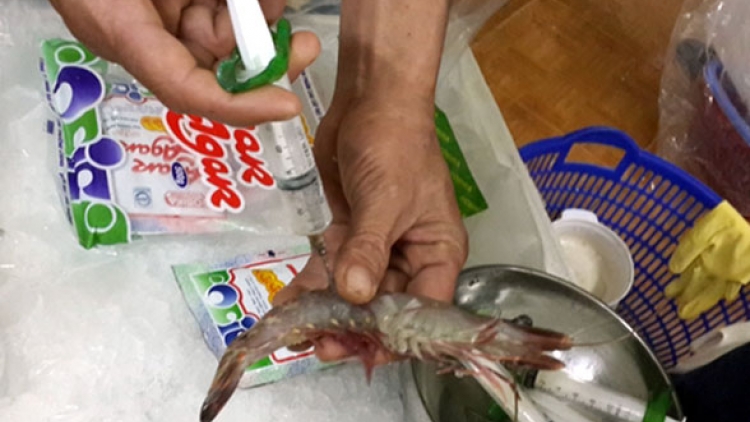 Cần làm gì để ngăn chặn hiệu quả tình trạng bơm tạp chất vào tôm (22/3/2017)
