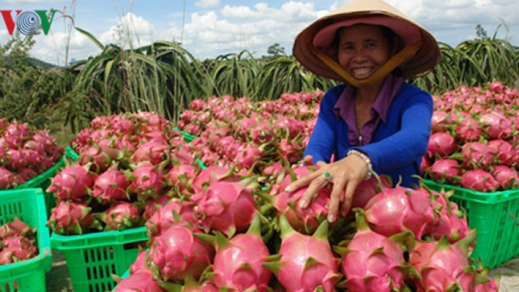 Thanh long ruột đỏ của Việt Nam chính thức có mặt tại thị trường Nhật Bản (Thời sự đêm 7/3/2017)