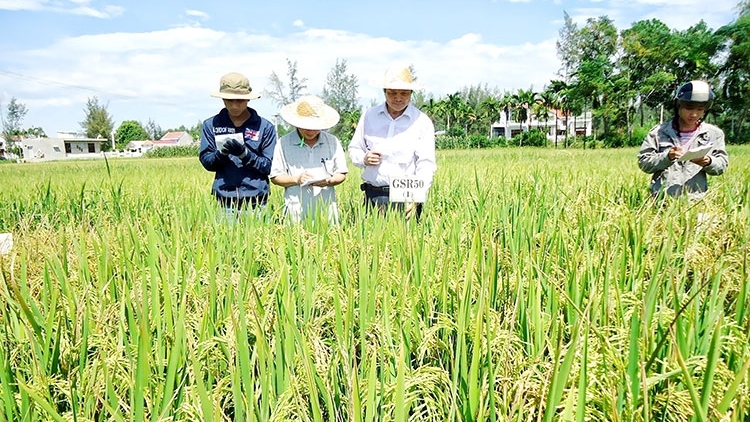 Đồng bằng sông Cửu Long kỳ vọng vào sự đổi mới trong sản xuất lúa gạo (02/4/2017)