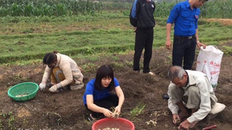 Nghệ An: Làm sao thoát cảnh “giải cứu hành tăm” (24/4/2017)