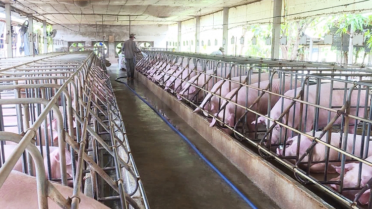 Giá lợn hơi tại Đồng Nai, thủ phủ chăn nuôi của cả nước đang ở mức thấp nhất trong vòng 30 năm qua, dưới mức 25 nghìn đồng một kg (Thời sự chiều 17/4/2017)