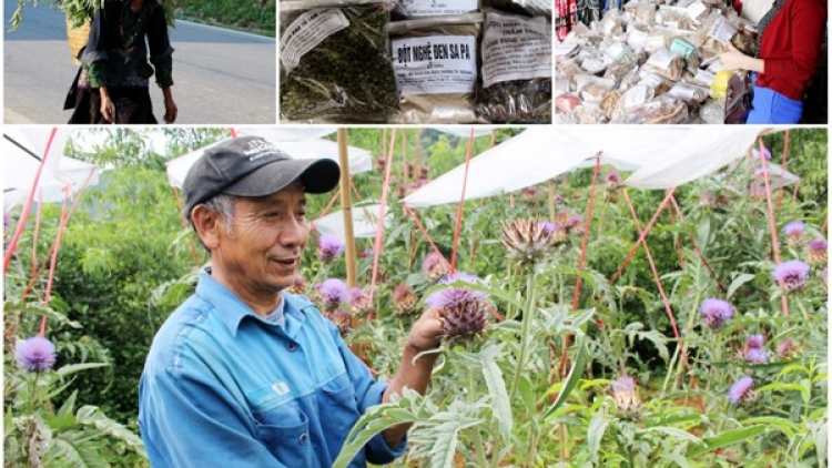 Khơi dậy tiềm năng giàu có của dược liệu Việt Nam: Việc cần làm ngay (12/4/2017)