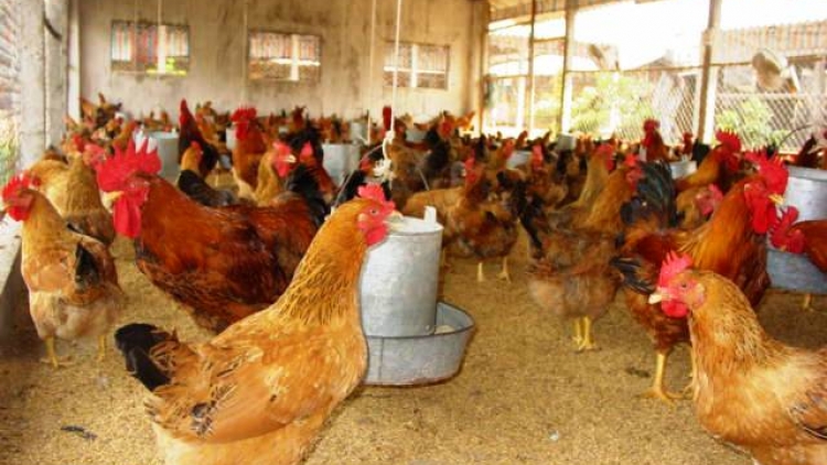 Phát triển chăn nuôi gia cầm bền vững: Đâu là giải pháp? (09/4/2017)