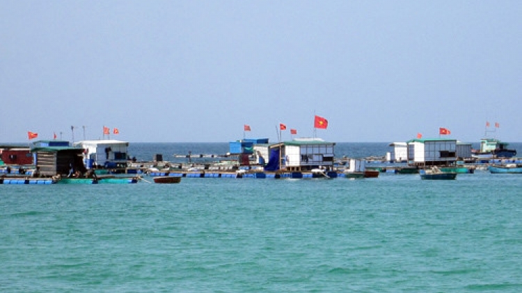 Lý Sơn “tiến thoái, lưỡng nan” với nghề nuôi trồng thủy sản (5/4/2017)